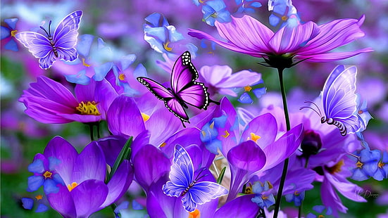 Flowers, Flower, Butterfly, Cosmos, Purple, HD wallpaper HD wallpaper