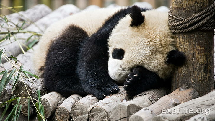 Estou Envergonhado!, bonito, vida, panda, troncos, urso, animals, HD wallpaper