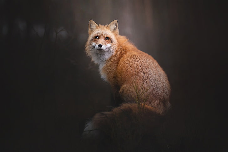 nature, fox, animals, wildlife, HD wallpaper