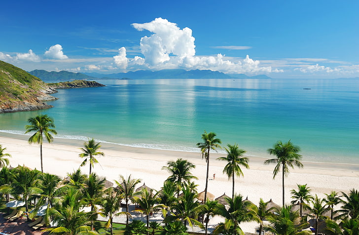 зеленая кокосовая пальма, пляж, тропики, море, песок, лето, HD обои