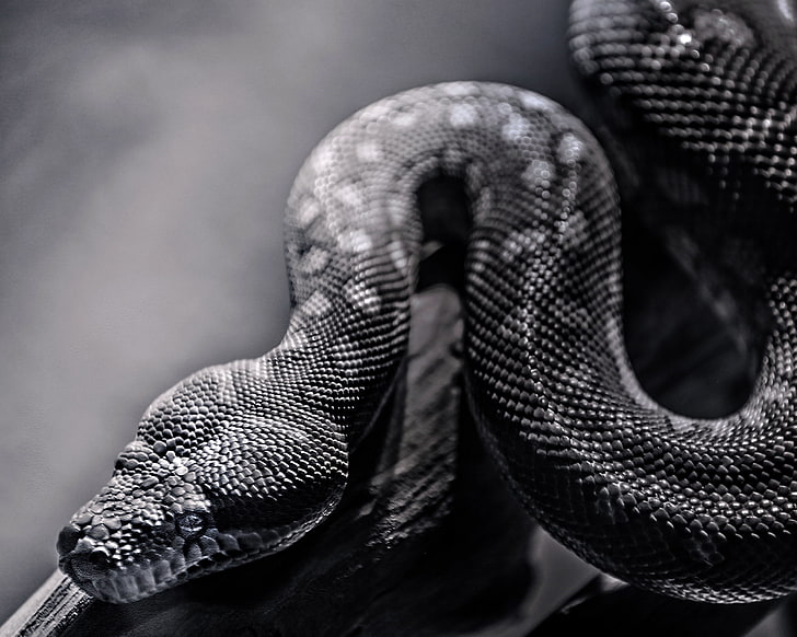 black snake, snake, spotted, crawling, reptile, HD wallpaper