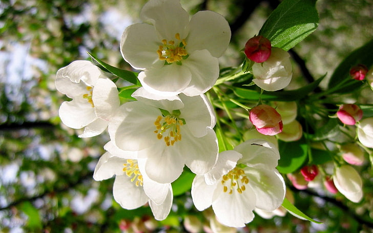 white cherry blossom flower, leaves, macro, flowers, beauty, branch, petals, stamens, gentle, pink, Apple, buds, flowering, pistils, Spring, blossoms, apple tree, tender, HD wallpaper