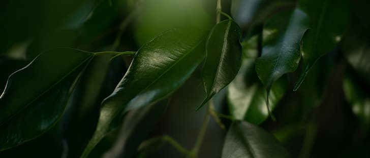 plantas, folhas, ultra amplo, tela larga, HD papel de parede