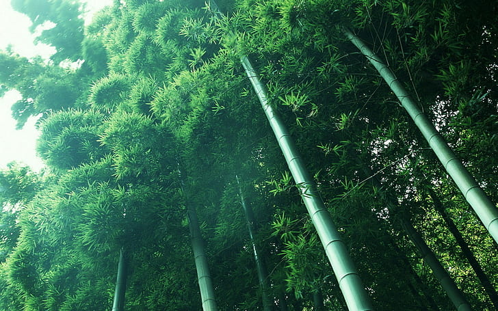 природа, пейзаж, бамбук, HD тапет