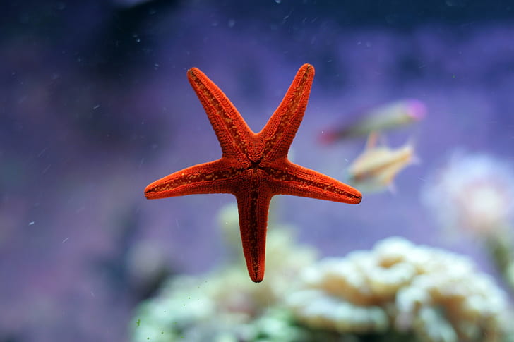 nature, sea, starfish, fish, underwater, red, HD wallpaper