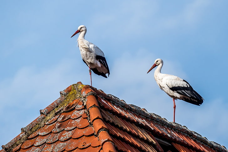 birds, animals, rooftops, HD wallpaper