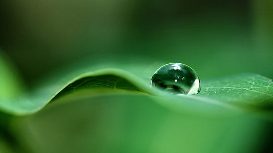 зеленый, капли воды, макро, вода, листья, растения, HD обои HD wallpaper
