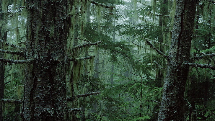 wald, grünfläche, bäume, moos, beschaffenheit, HD-Hintergrundbild