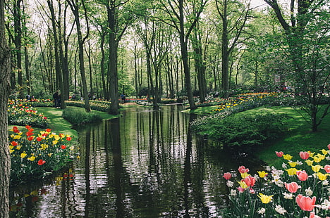 градини, keukenhof, природа, Холандия, езерце, дървета, лалета, HD тапет HD wallpaper