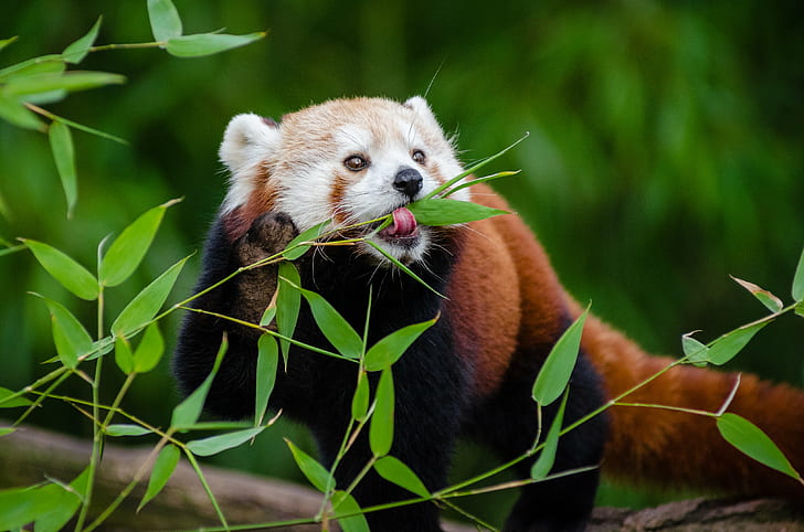 Red Panda  eating bamboo leaves, red panda, Red Panda, eating, bamboo, leaves, red  panda, animal, tier, roter, kleiner, nikon  d7000, bokeh, cute, adorable, sweet, süß, sueß, suess, tree, green, endangered  species, zoo, tierpark, deutschland, germany, female, young, ears, face, tail, schwanz, nose, nase, orange, fur, high, iso, animals, nature, natur, wildlife, ailurus  fulgens, vintage, mozilla  firefox, feet, paws, paw  foot, fall, panda - Animal, mammal, bear, forest, HD wallpaper