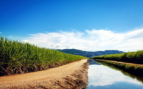 Sugarcane Fields, fields, Sugarcane, HD wallpaper HD wallpaper