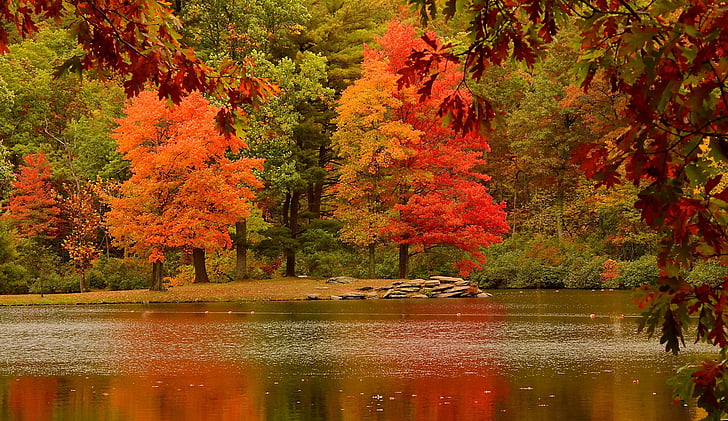 musim gugur, gugur, foilage, lanskap, daun, daun, alam, pohon, Wallpaper HD