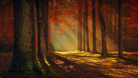 natureza, floresta, bosque, outono, folhas, folha caduca, luz solar, árvore, HD papel de parede HD wallpaper