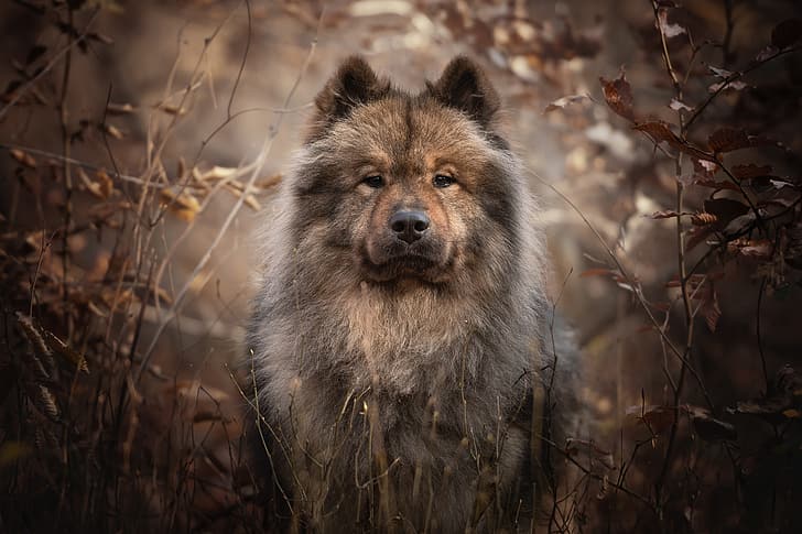look, face, branches, portrait, dog, The eurasier, HD wallpaper