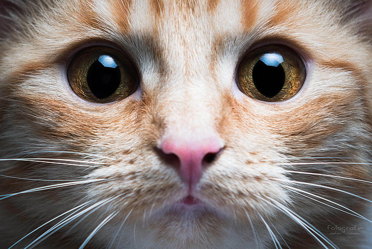 pomarańczowy pręgowany kot, kot, zwierzęta, zbliżenie, oczy, Tapety HD