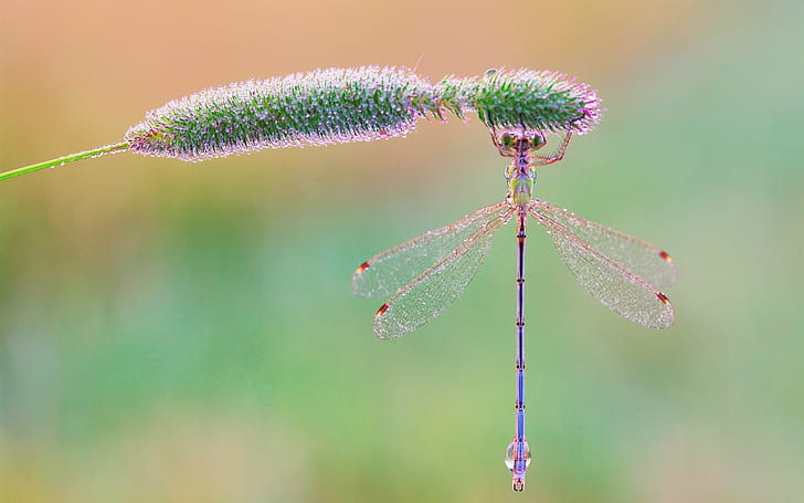 Insect, dragonfly, grass, morning, dew drops, Insect, Dragonfly, Grass, Morning, Dew, Drops, HD wallpaper