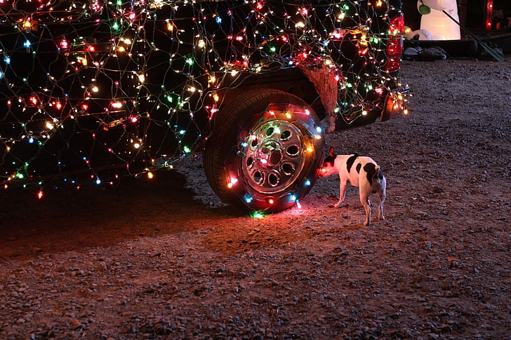 короткошерстная белая и черная собака, собака, машина, рождественские огни, животные, повозка, рождество, HD обои