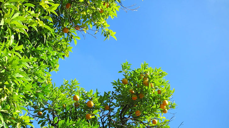 orange fruits, nature, orange (fruit), landscape, plants, fruit, HD wallpaper