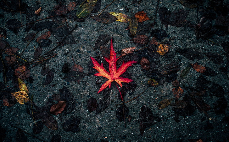 червен есенен лист, лист, паднал, есен, сух, HD тапет