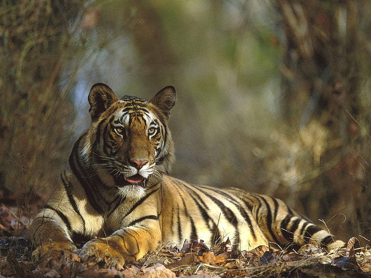 tigre tricolor, tigre, gato grande, acostado, Fondo de pantalla HD