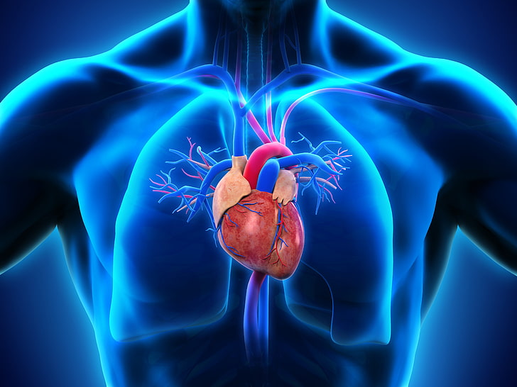 قلب الإنسان التوضيح ، القلب ، الرجل ، الطب ، الرئتين، خلفية HD