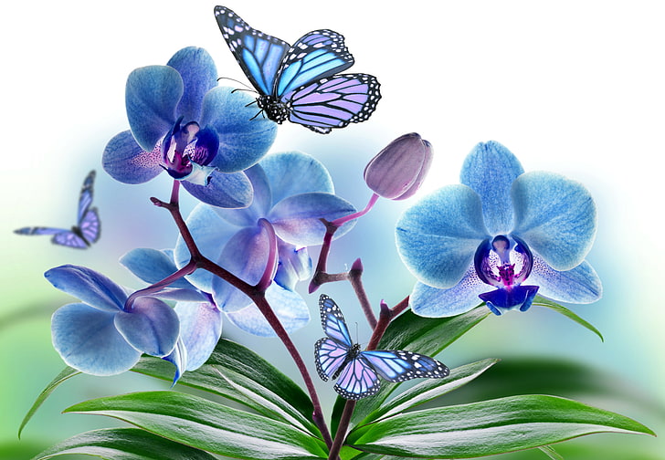 青と白の蝶とmothの蘭の壁紙、花、コラージュ、蝶、翼、花びら、蘭、 HDデスクトップの壁紙