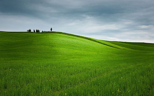полевая трава лето-природа HD обои, зеленые луга, HD обои HD wallpaper