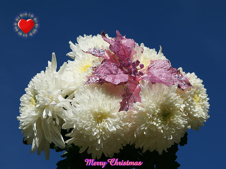 花、メリークリスマス2015、自然、白、 HDデスクトップの壁紙
