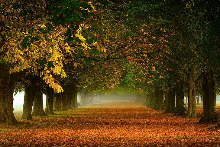 nature, trees, mist, leaves, path, landscape, fall, tunnel, morning, HD wallpaper