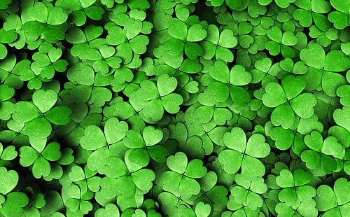 Four-leaf Clover, green clover leaves, Holidays, Saint Patrick's Day, Beautiful, Green, Lucky, Clover, Patrick, HD wallpaper HD wallpaper