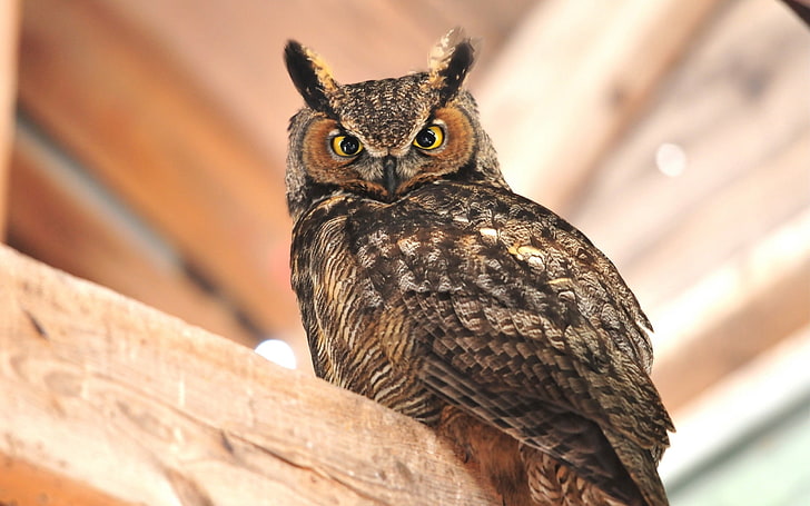 brown eagle owl, owl, sitting, bird, predator, HD wallpaper