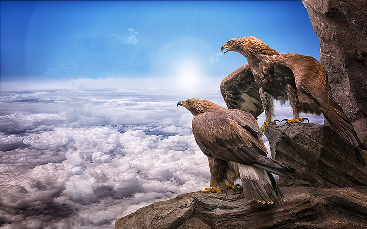 Eagles Birds Prey Masters At Heights Sky Clouds Roc Sun Animals Photo Wallpaper Hd para teléfonos móviles de escritorio Tableta y computadora portátil 3840 × 2400, Fondo de pantalla HD