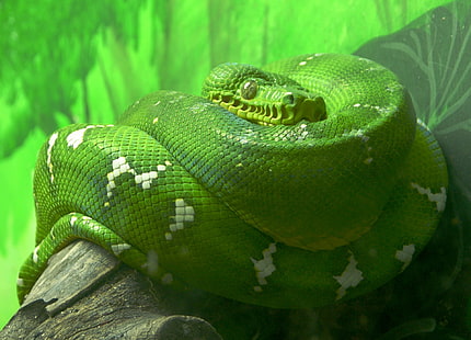 Tier, Emerald Tree Boa, Reptil, Schlange, HD-Hintergrundbild HD wallpaper