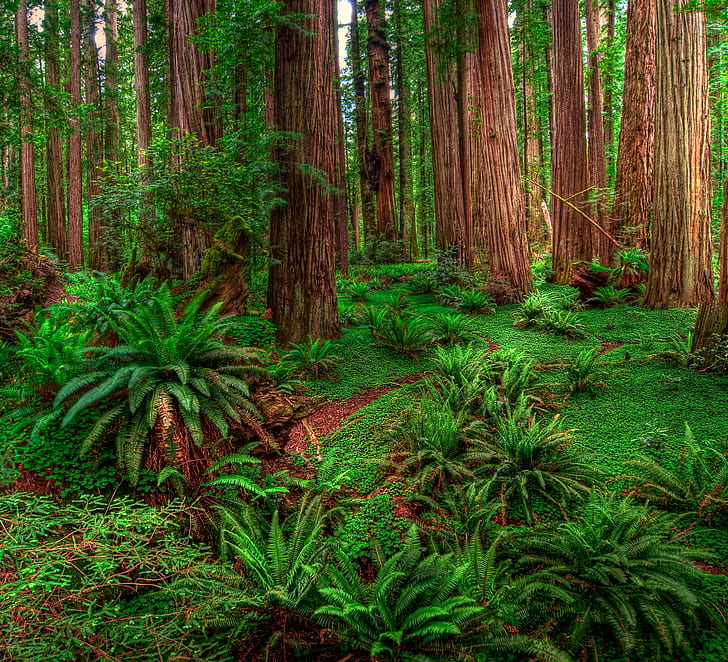ป่าต้นไม้พืชธรรมชาติ, วอลล์เปเปอร์ HD