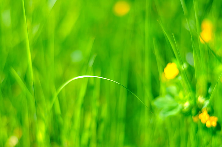 พืชหญ้า, วอลล์เปเปอร์ HD