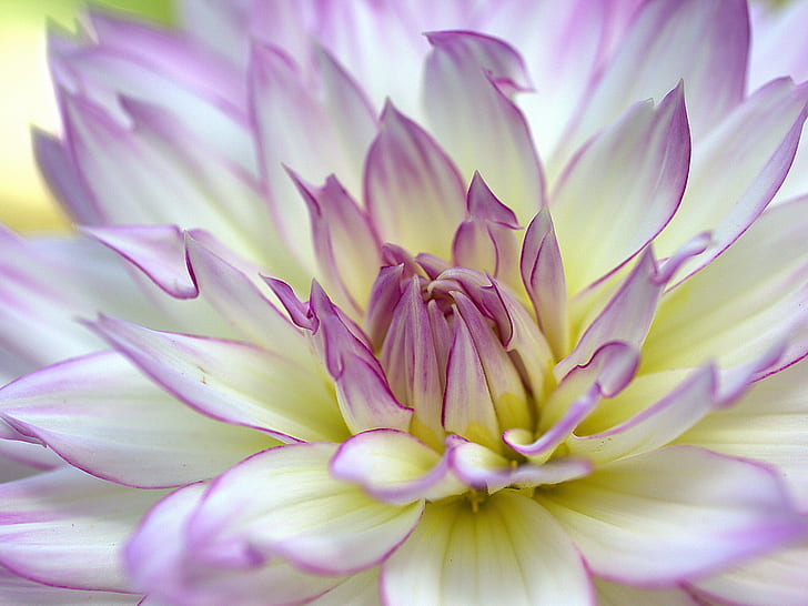 purple and white Dahlia flower in bloom close-up photo, dalias, en, octubre, purple, white, Dahlia, flower, in bloom, close-up, photo, JARDÍN BOTÁNICO DE MADRID, flores, fotos, gratis, pictures, images, Imágenes, libres, nature, plant, pink Color, petal, water Lily, flower Head, lotus Water Lily, botany, HD wallpaper
