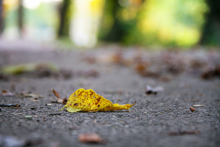 focus photography of yellow leaf on concrete surface, Fallen, focus, photography, concrete, surface, fall, autumn  leaf, yellow  color, dof, depth of field, ground, leaves, leaf, autumn, nature, yellow, outdoors, season, asphalt, backgrounds, forest, HD wallpaper