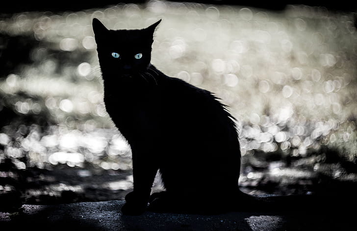 ตามืดสัตว์แมวเงาสัตว์เลี้ยง, วอลล์เปเปอร์ HD