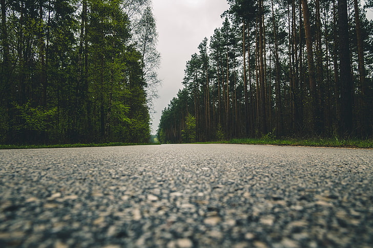 pavimento de hormigón gris, carretera, árboles, primer plano, Fondo de pantalla HD