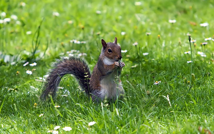 Squirrel eating grass, green, flowers, Squirrel, Eating, Grass, Green, Flowers, HD wallpaper