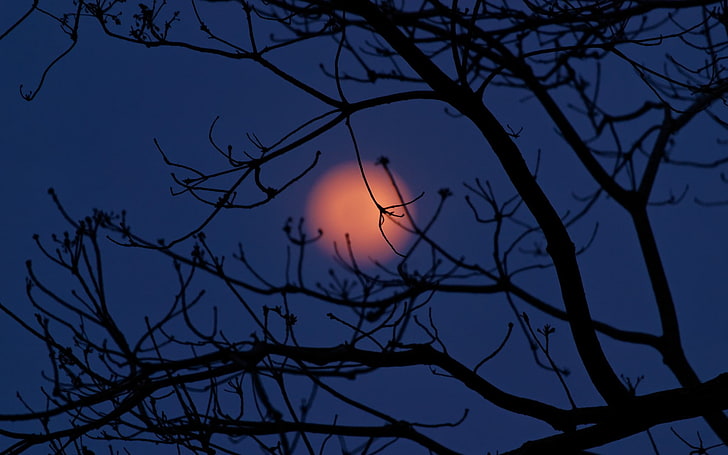 Luna, alberi, notte, Sfondo HD