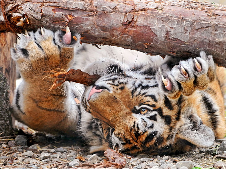 brown tiger, tree, paws, log, bark, claws, played, tigrasha, sharpening, HD wallpaper