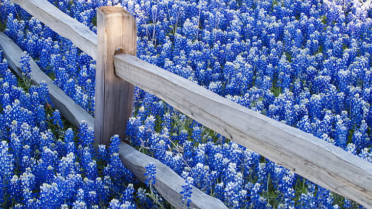 Earth, Texas Bluebonnets, Fence, Flower, HD wallpaper