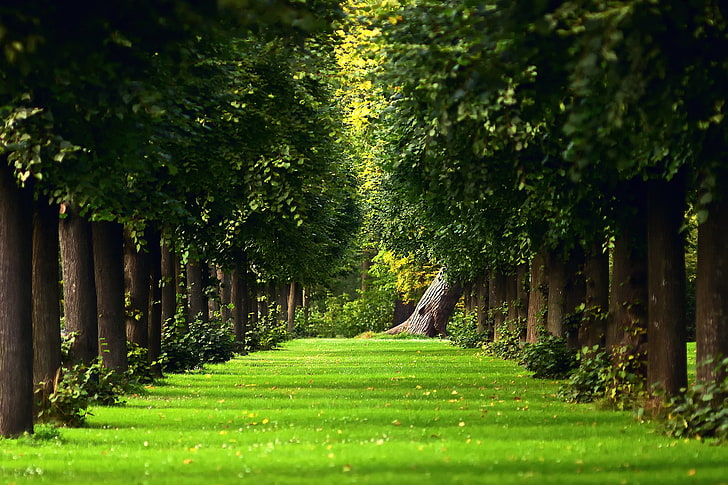 green grass field and green leafed trees, avenue, trees, path, summer, park, leaves, lawn, HD wallpaper