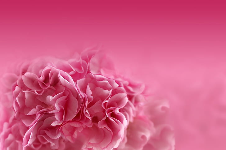 rosa flores mac escritorio, Fondo de pantalla HD | Wallpaperbetter