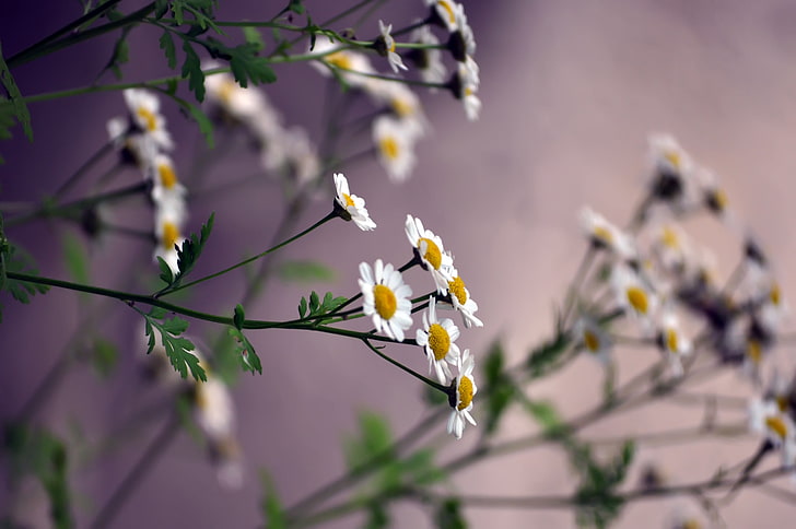 white Daisy flowers, flowers, daisies, blurring, HD wallpaper