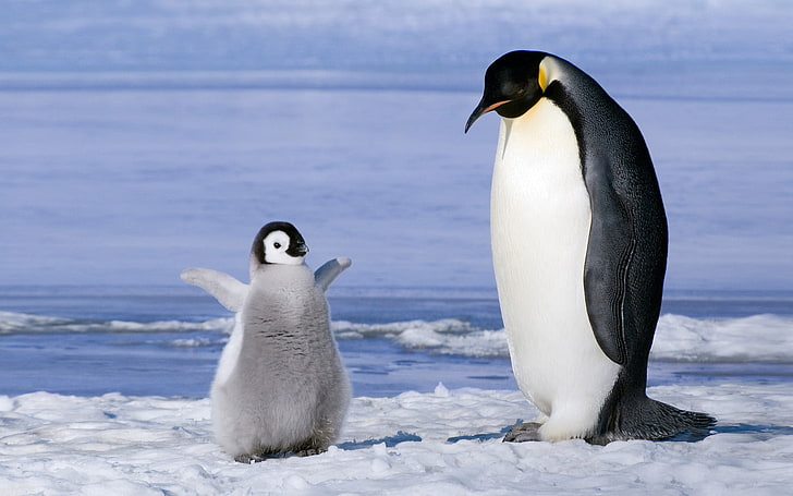 pingüino emperador, pingüinos, familia, cachorro, polluelo, Antártida, Fondo de pantalla HD
