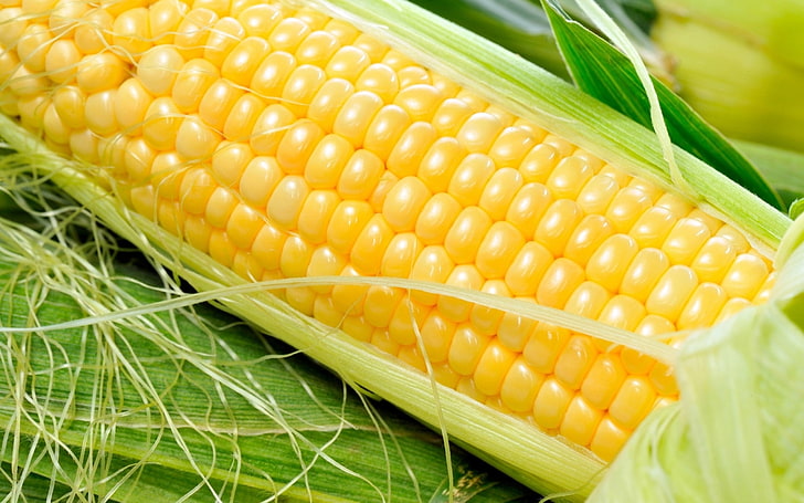 corn, corn, food, cob, HD wallpaper