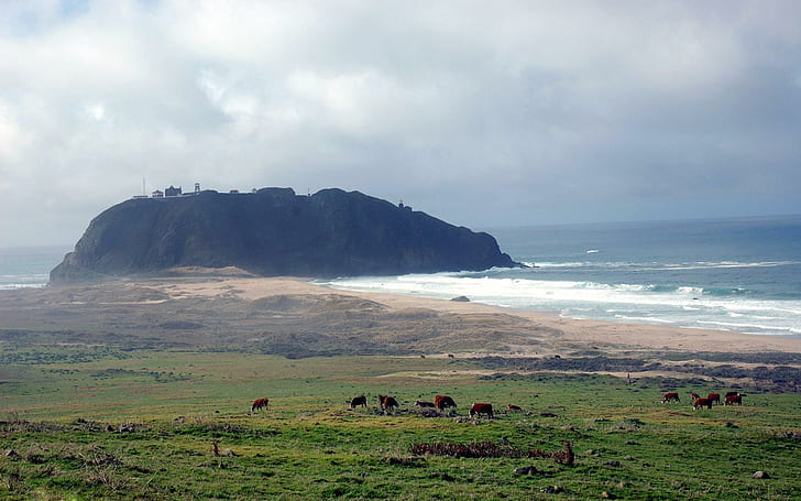 Beautiful Huge Rock On A Beach, beach, lighthouse, cows, mist, rock, fields, nature and landscapes, HD wallpaper