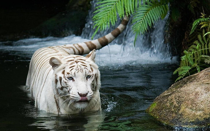 white tiger, tiger, animals, ferns, water, white tigers, HD wallpaper